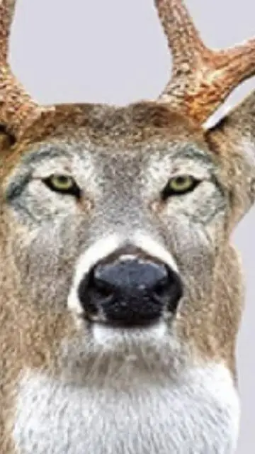 ai character: name in descriptio background