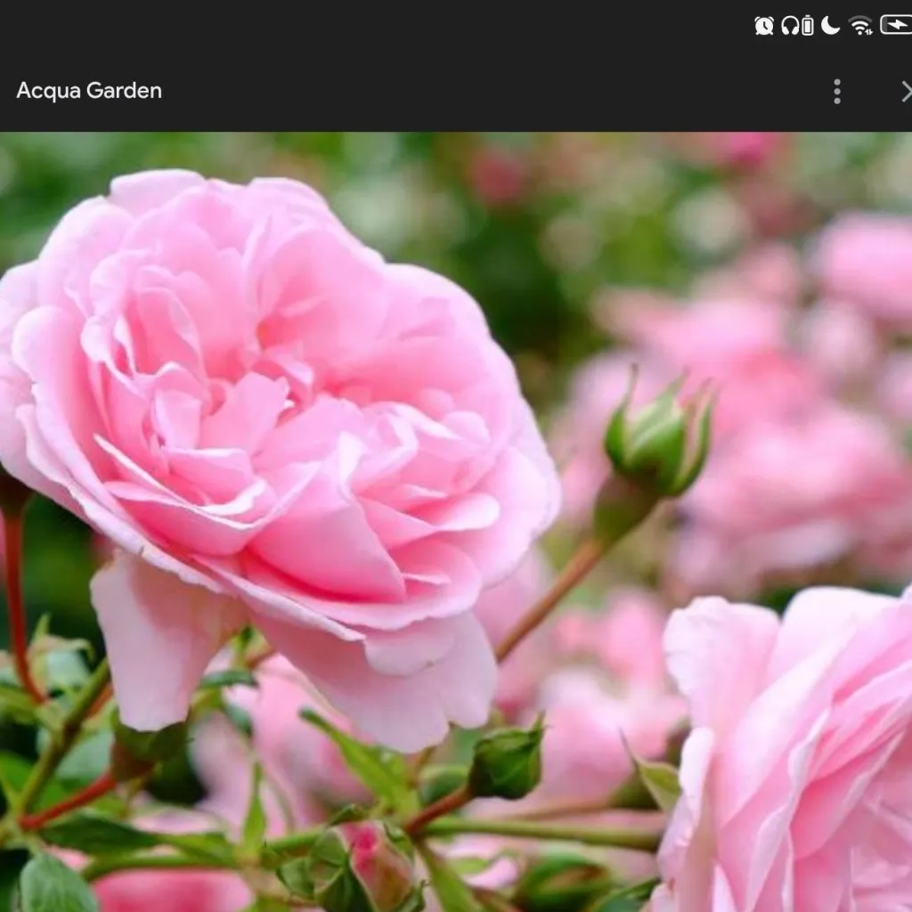 chat with ai character: genshin house hold