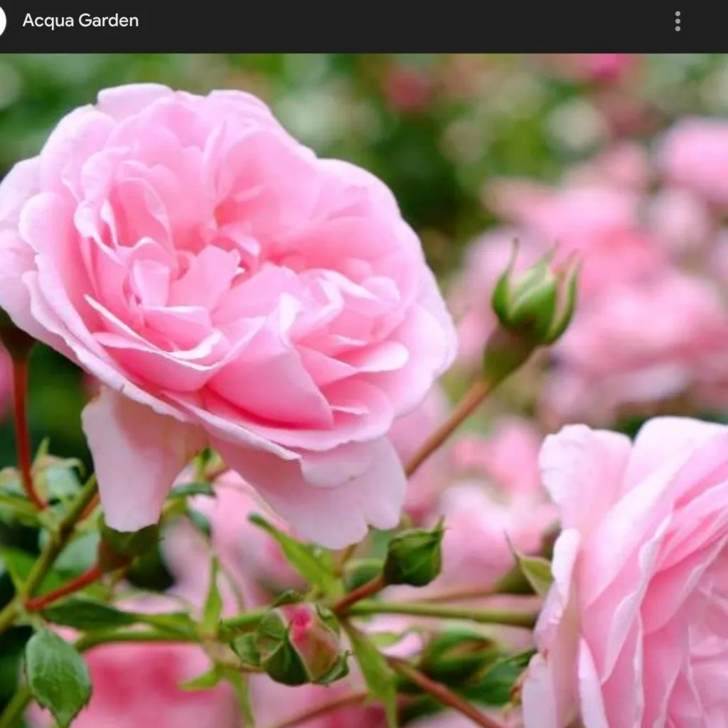 chat with ai character: genshin roadtrip