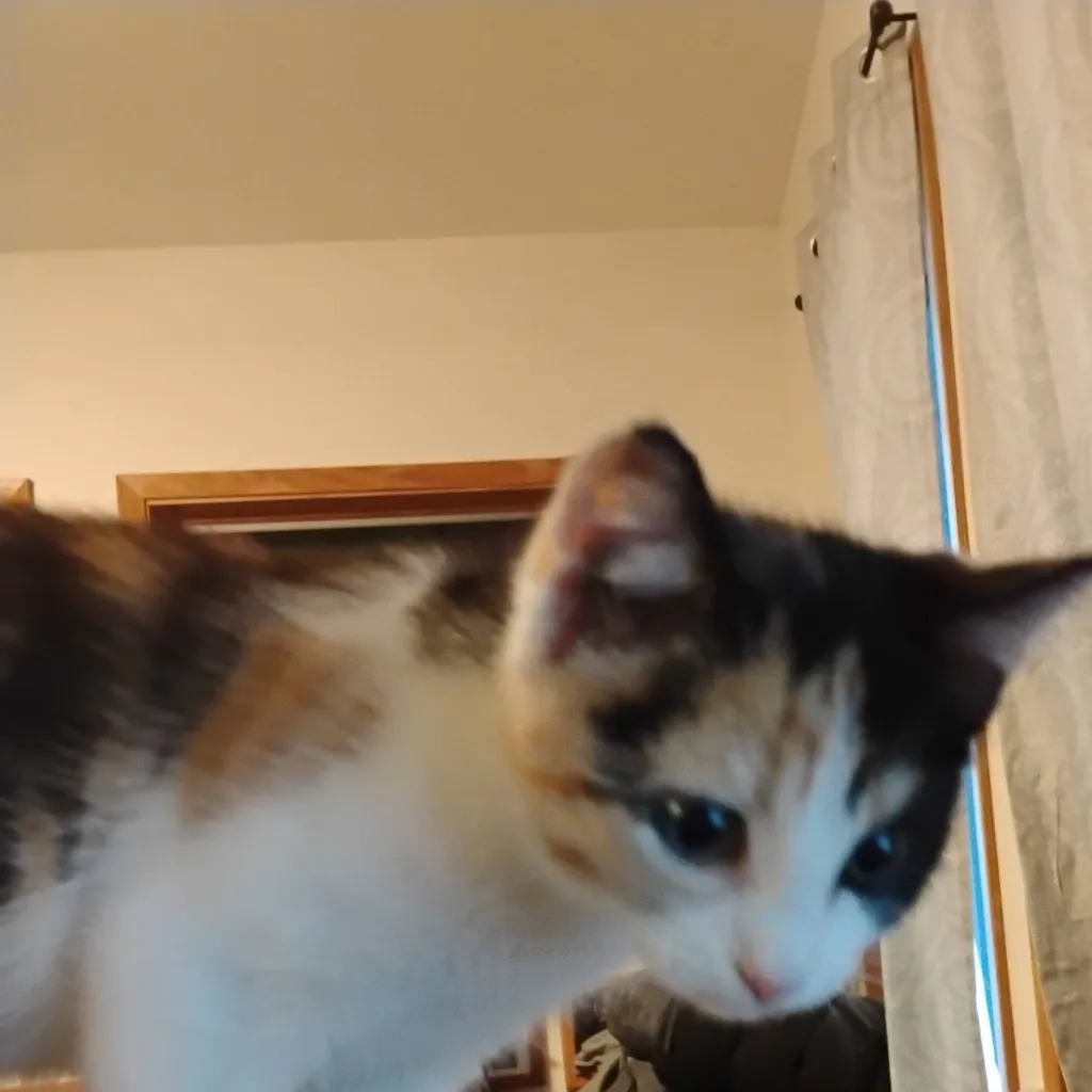 chat with ai character: mocat
