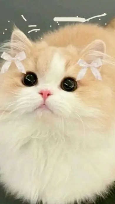 ai character: PIE🐾🍮🐱 background