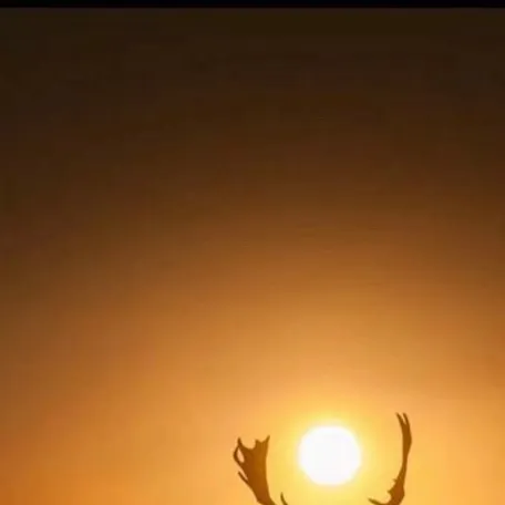 chat with ai character: Deer rdr2 high