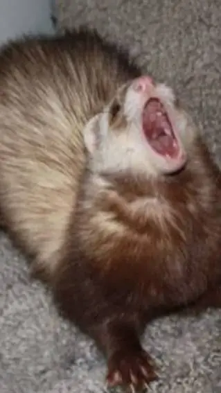ai character: cute Ferret :3 background