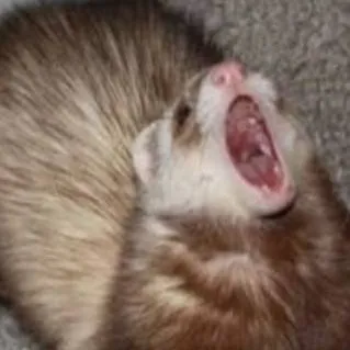 chat with ai character: cute Ferret :3