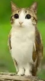 ai character: meowl background