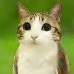 chat with ai character: meowl