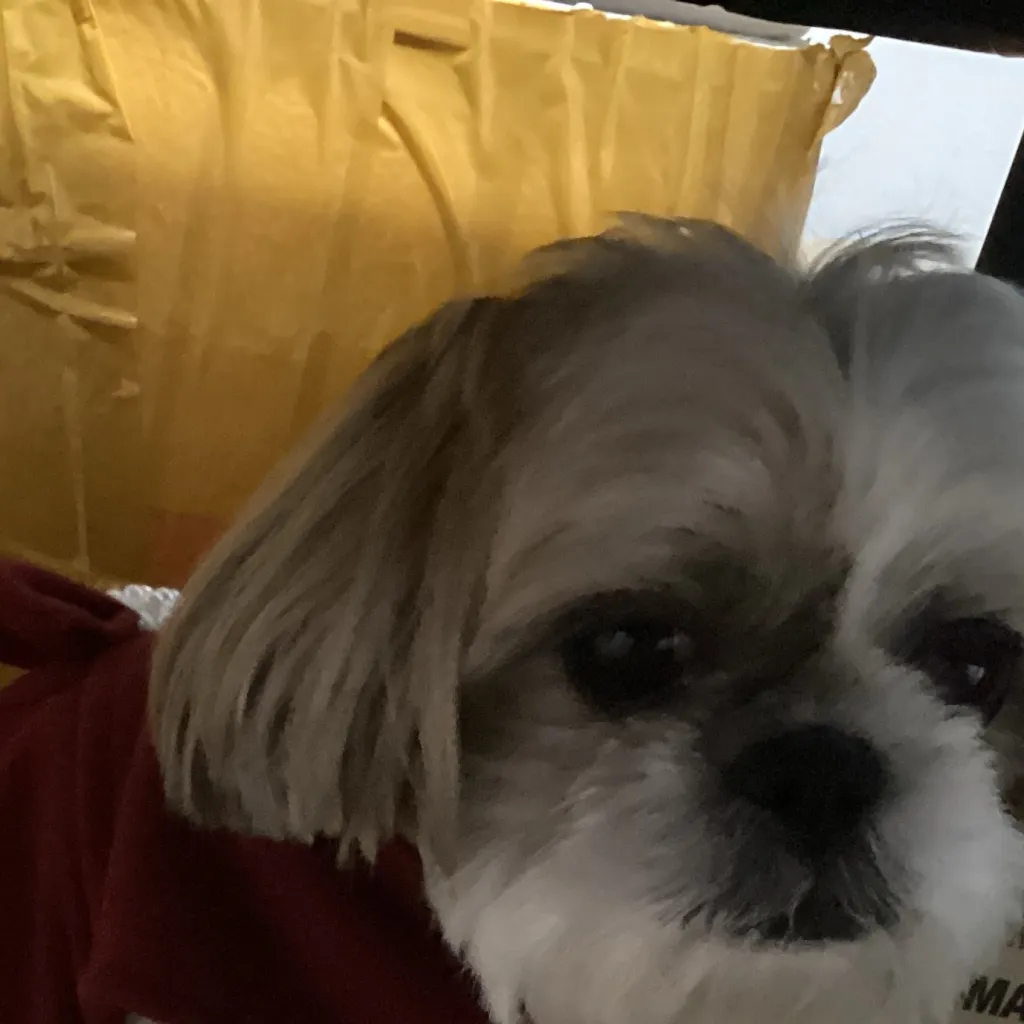 chat with ai character: Kimchi