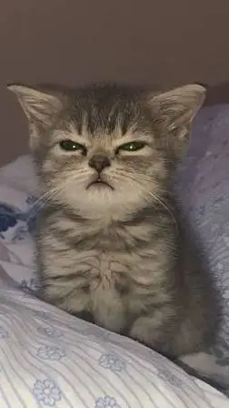 ai character: Honeywhereyoubeen? background