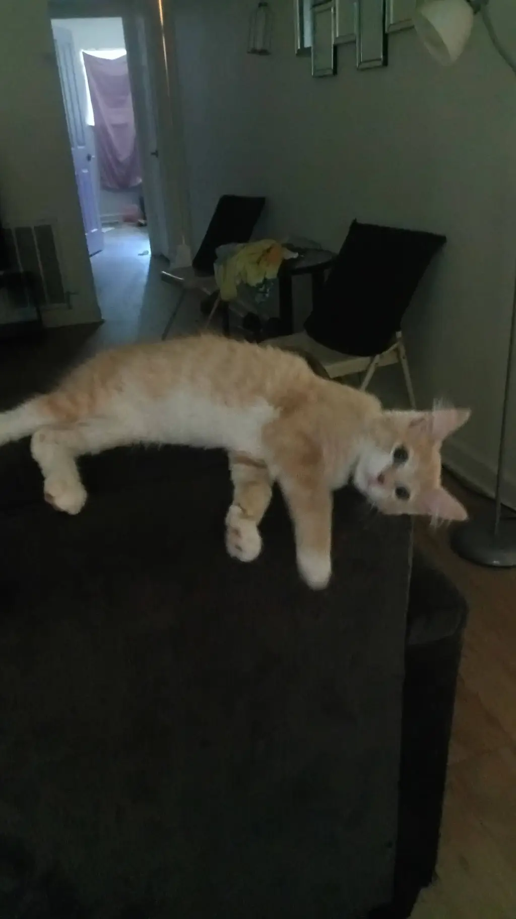 ai character: SIMBA UR CAT background