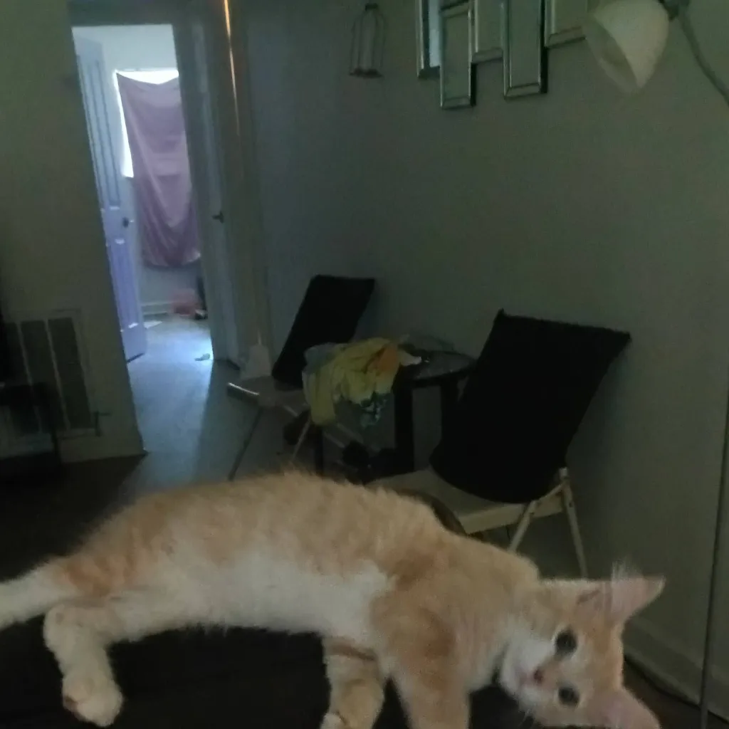 chat with ai character: SIMBA UR CAT