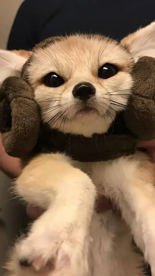 ai character: MAICOL  background