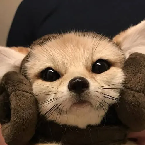 chat with ai character: MAICOL 