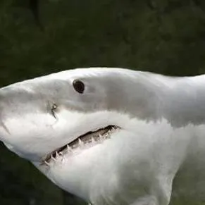 chat with ai character: CH but females 