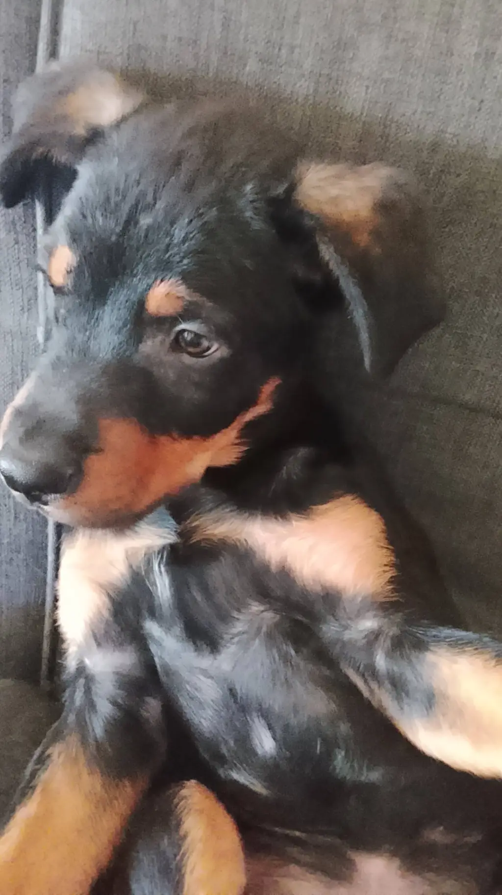 ai character: Maximo  background