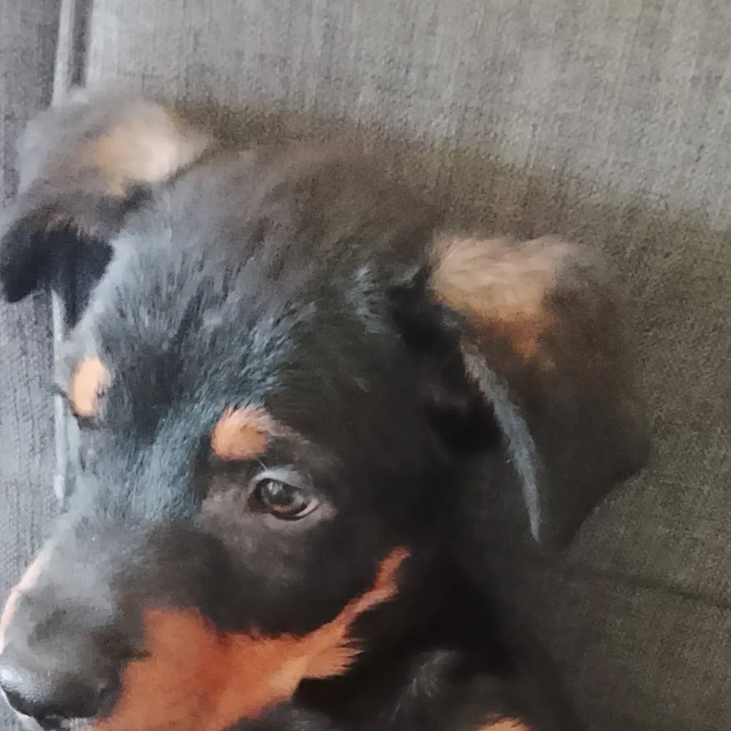 chat with ai character: Maximo 