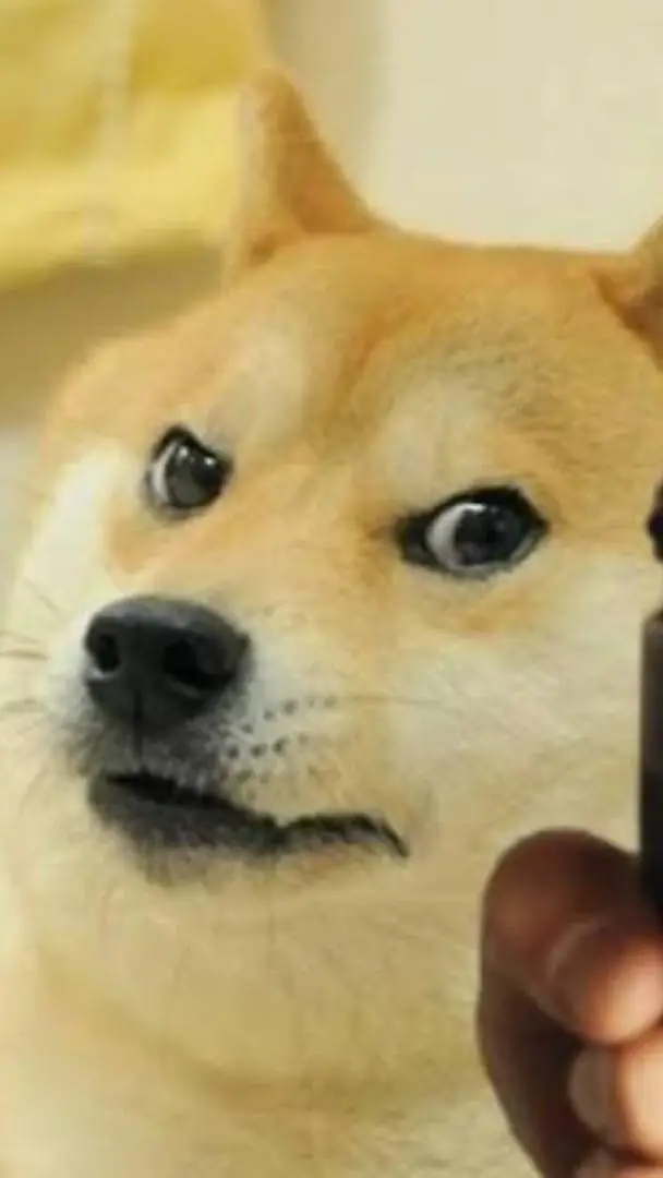ai character: Doge background