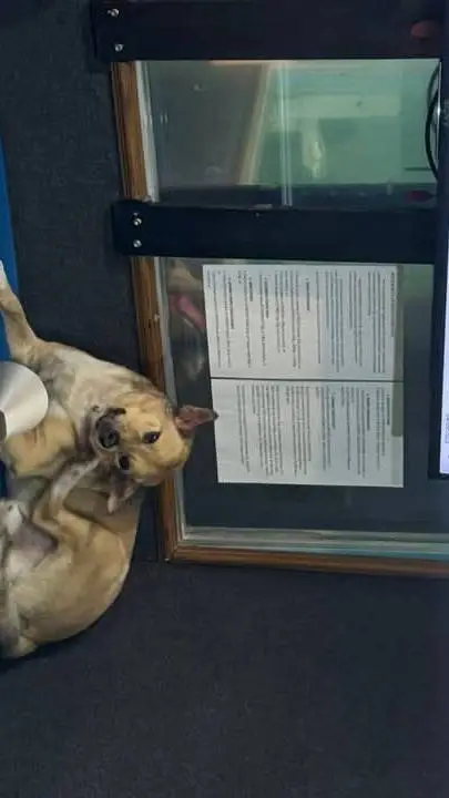 ai character: killua background