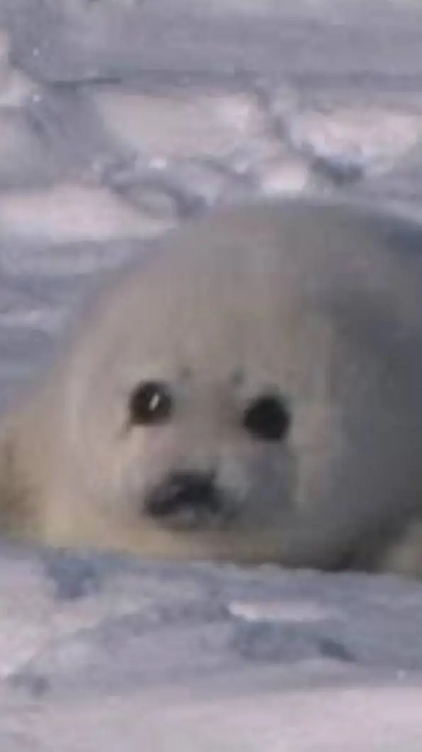 ai character: Seal(so cute!!!!) background