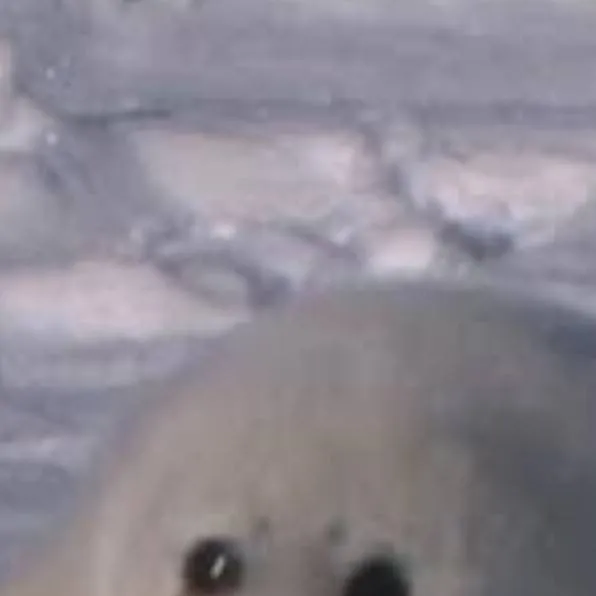 chat with ai character: Seal(so cute!!!!)