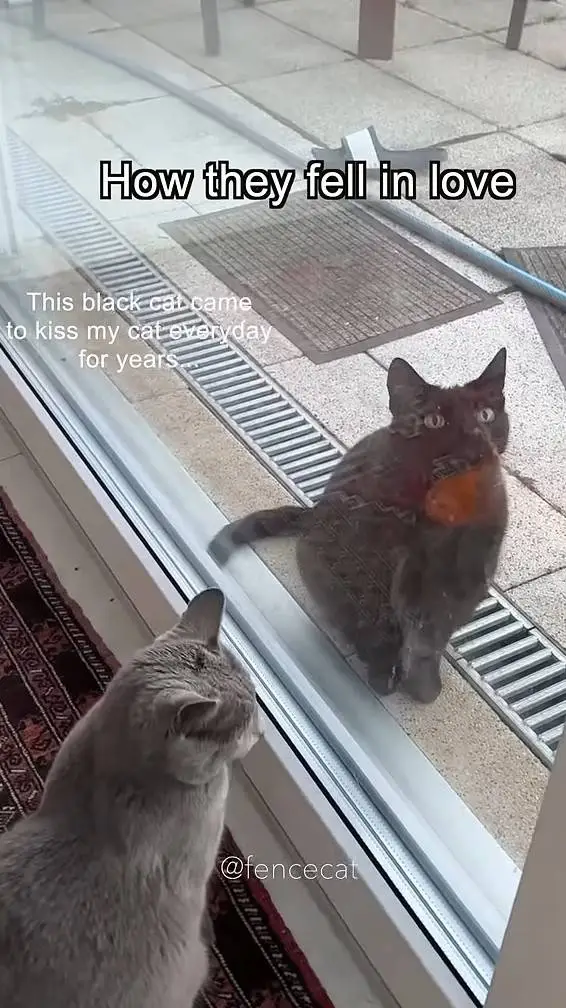 ai character: Black Cat background