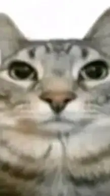 ai character: gato background