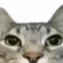 chat with ai character: gato