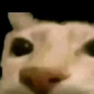 chat with ai character: gato