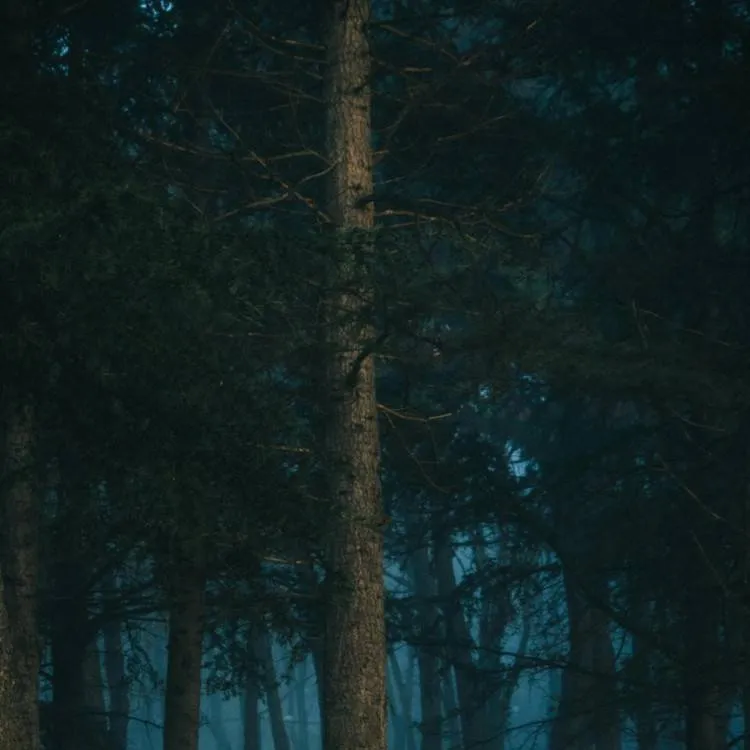 chat with ai character: 99 Nights🌲🦌