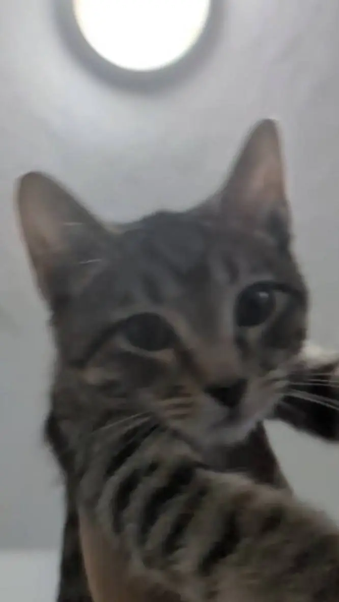 ai character: kpdh strategy twic background