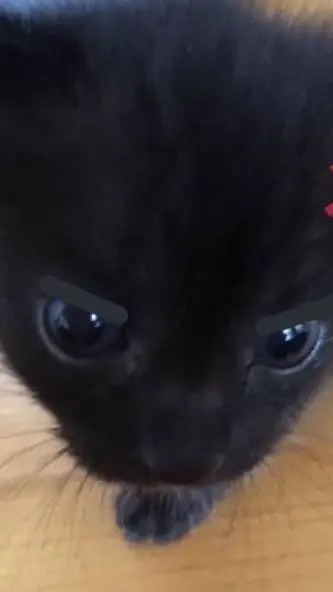 ai character: kpdh X md background