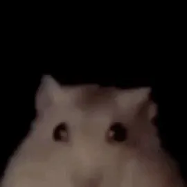 chat with ai character: Hamster