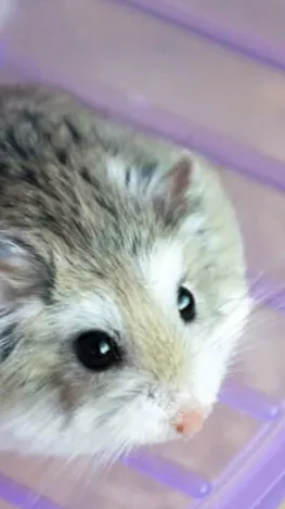 ai character: Hazzter  background