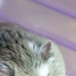 chat with ai character: Hazzter 