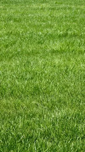 ai character: Grass background