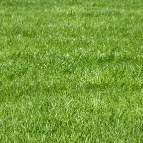 chat with ai character: Grass