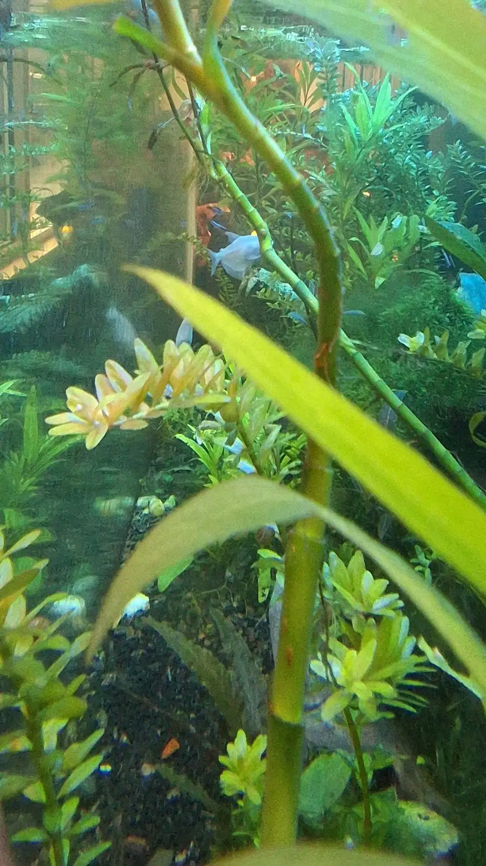 Talkie AI - Chat with fishy fish