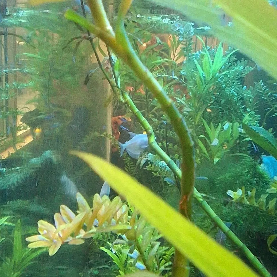 chat with ai character: fishy fish