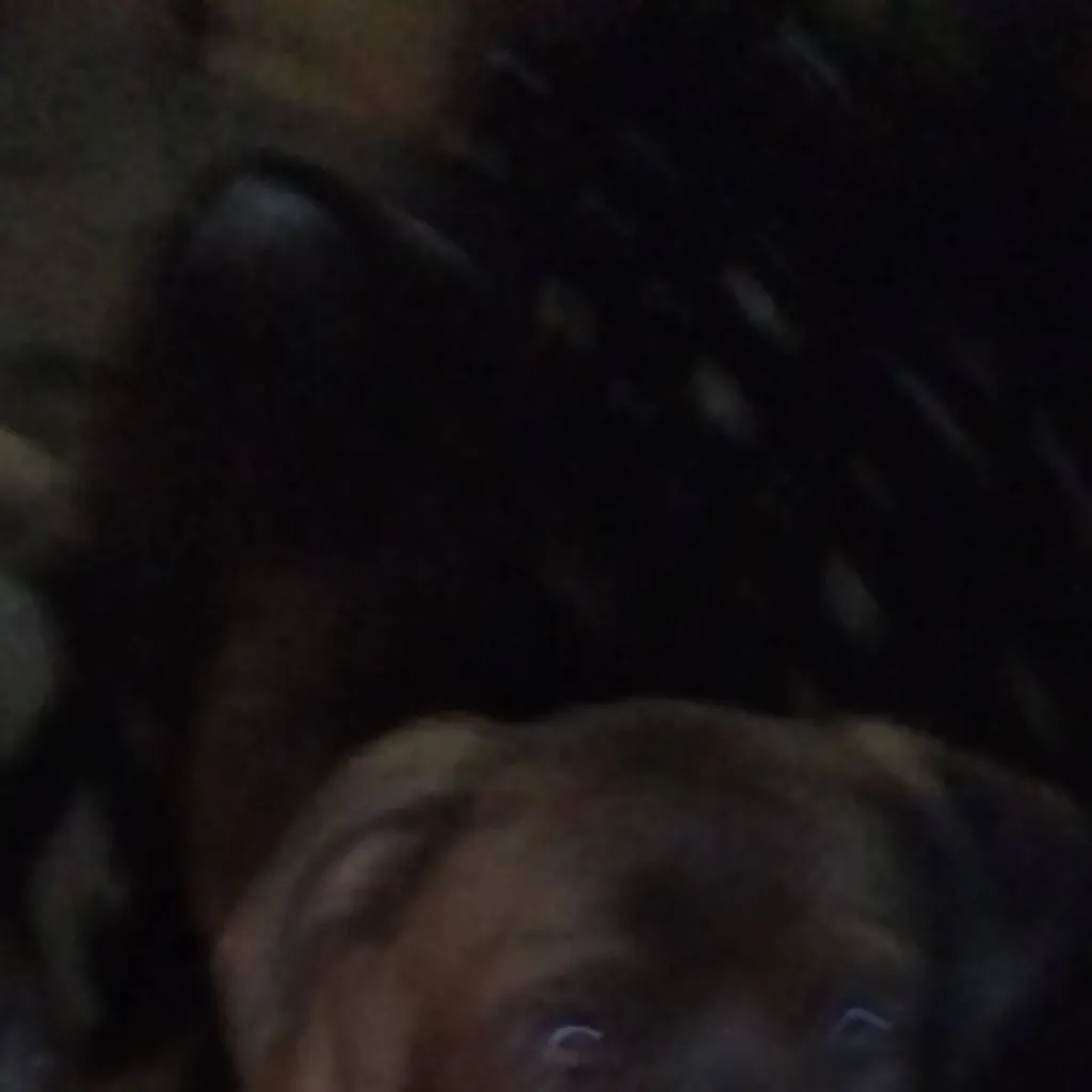 chat with ai character: my dogs