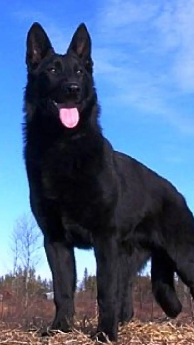 ai character: tu perro Max background