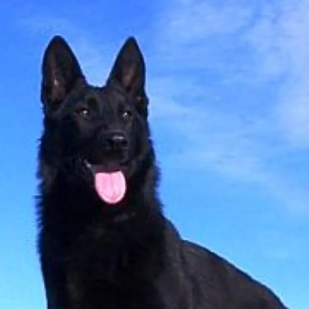 chat with ai character: tu perro Max