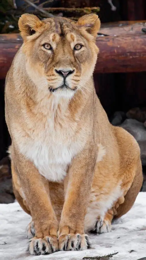 ai character: grupo de leonas background