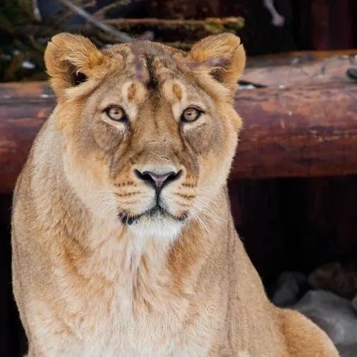 chat with ai character: grupo de leonas