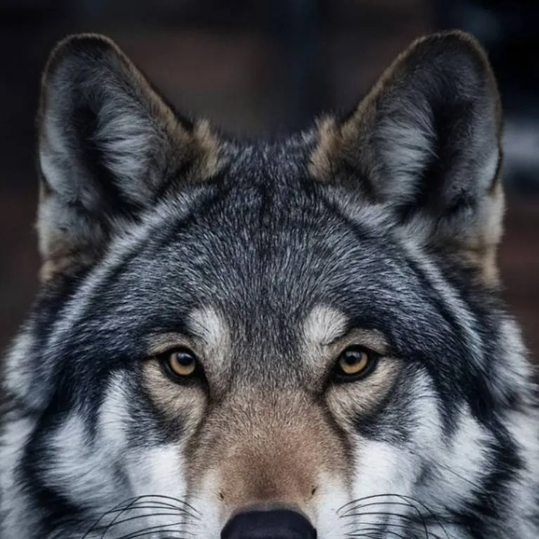 chat with ai character: max lobo alfa