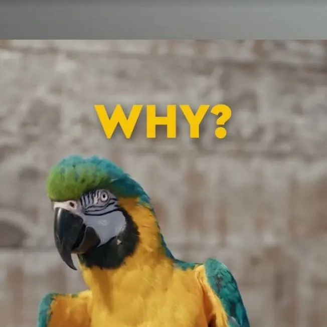 chat with ai character: Human lizzy