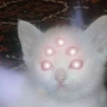 chat with ai character: white cat