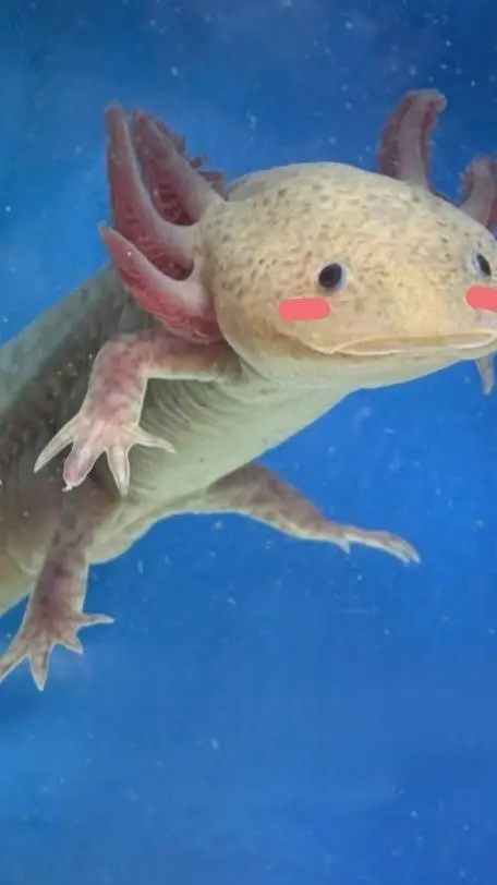ai character: Axie the axolotl!! background