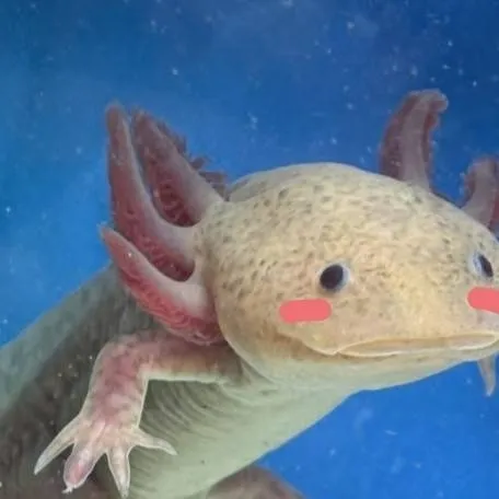 chat with ai character: Axie the axolotl!!