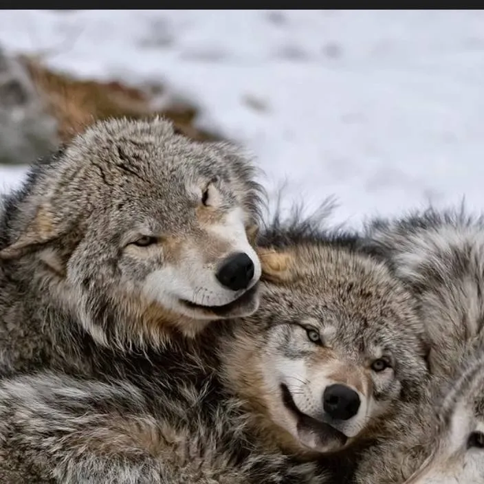 chat with ai character: Wolf territory🖤