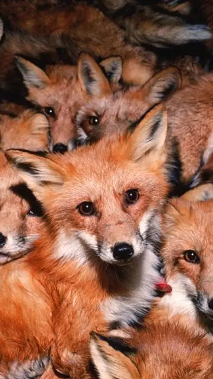 ai character: Fox territory💚 background