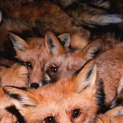 chat with ai character: Fox territory💚